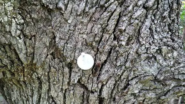 ArborLogics