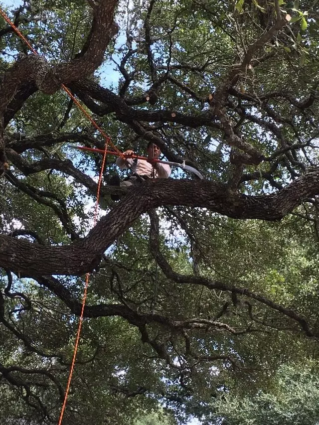 ArborLogics