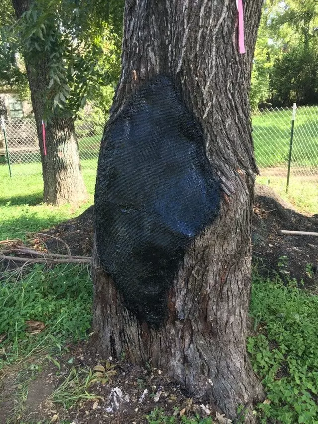 ArborLogics