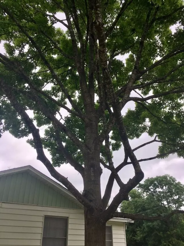 ArborLogics