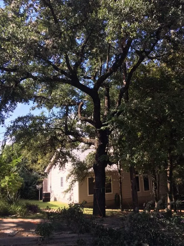 ArborLogics