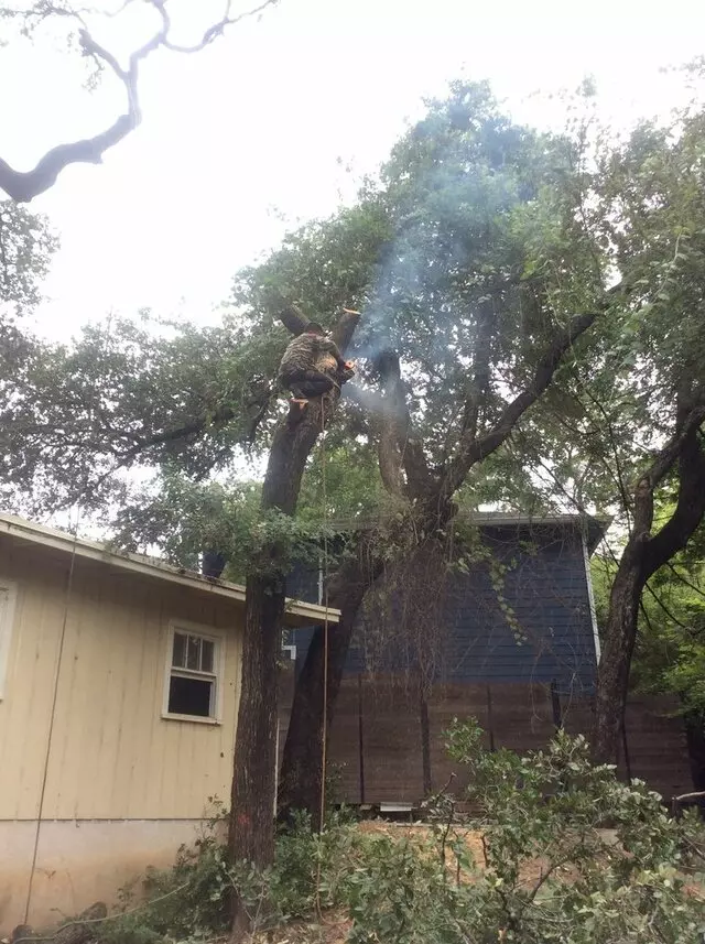 ArborLogics