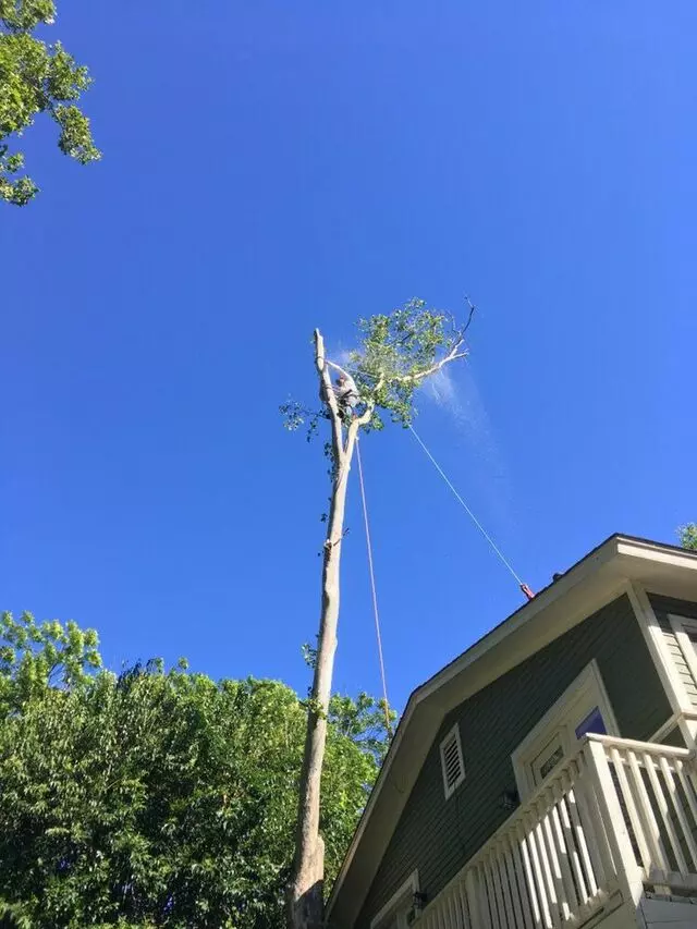 ArborLogics