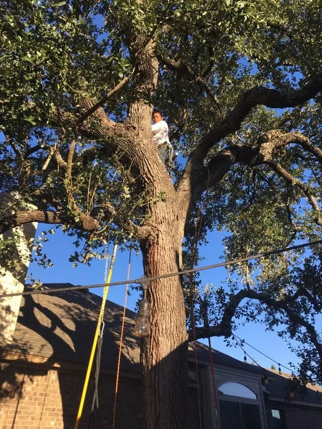 ArborLogics