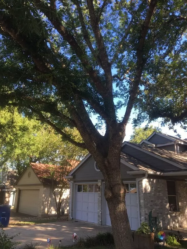 ArborLogics