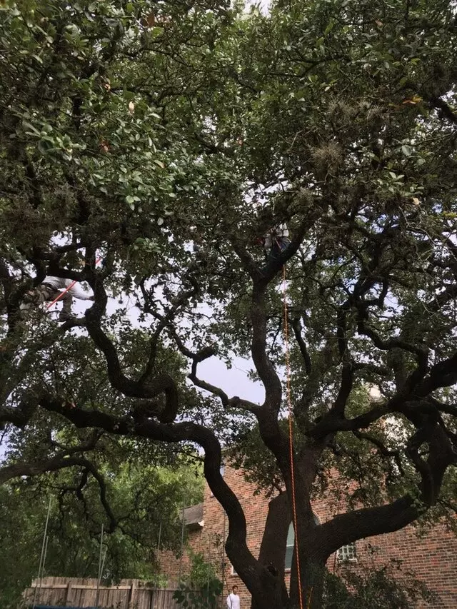 ArborLogics