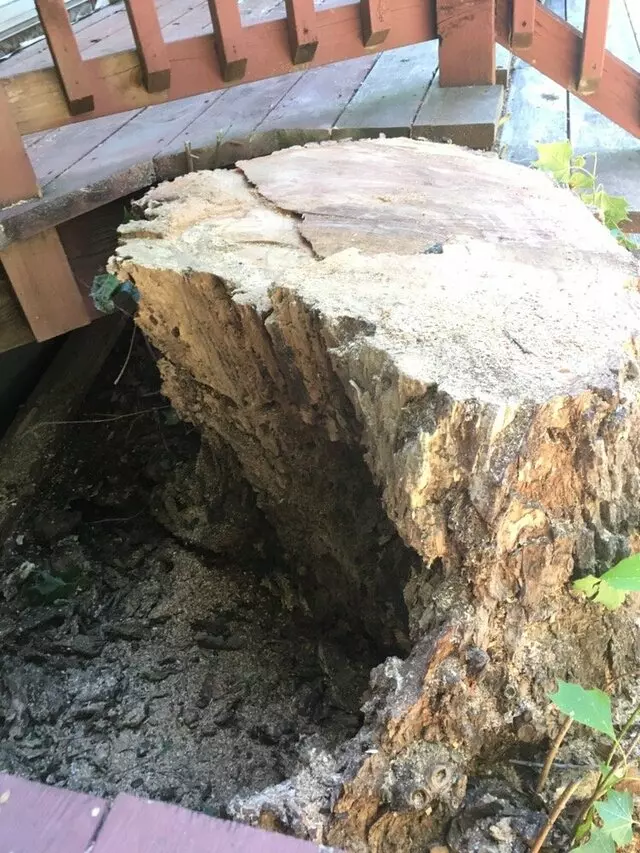 ArborLogics