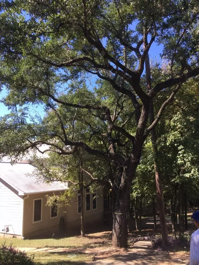 ArborLogics