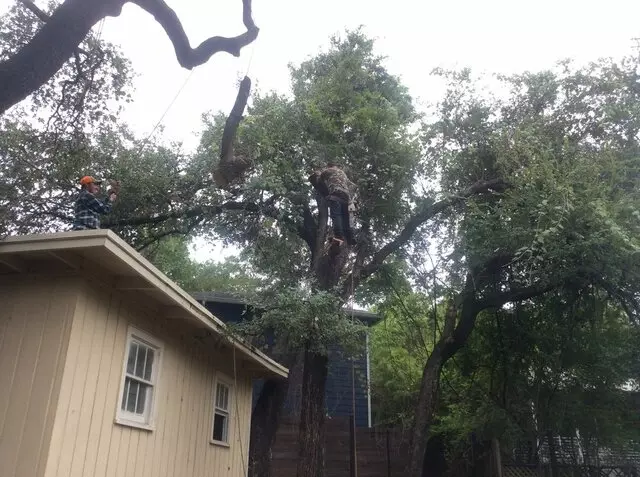 ArborLogics