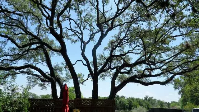 ArborLogics