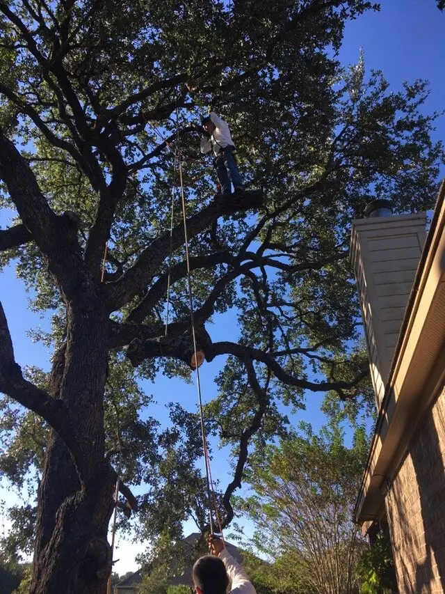 ArborLogics