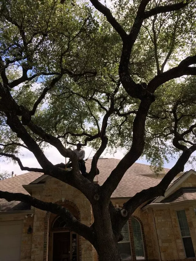 ArborLogics