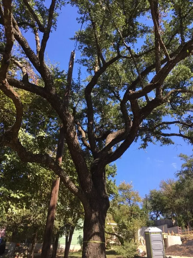ArborLogics