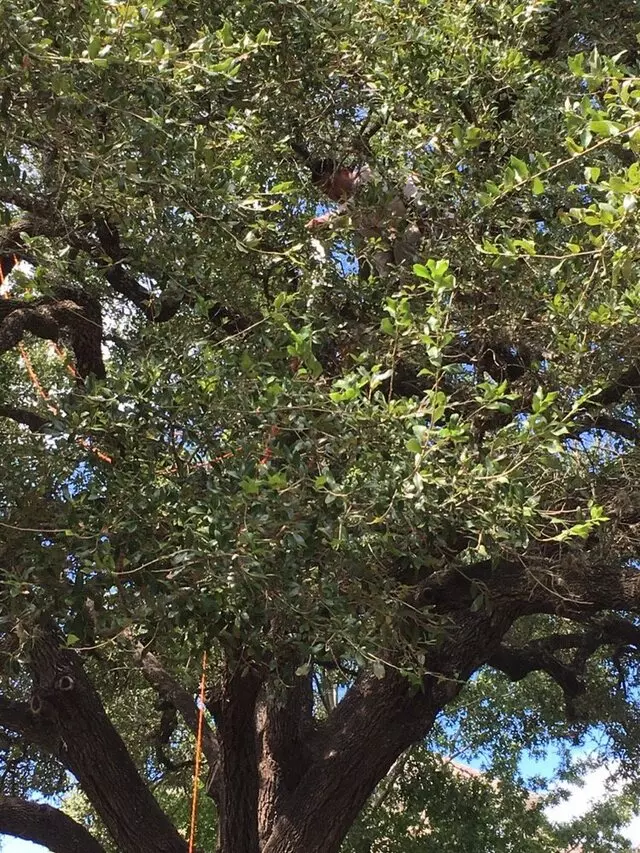 ArborLogics