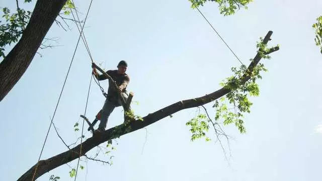 ArborLogics