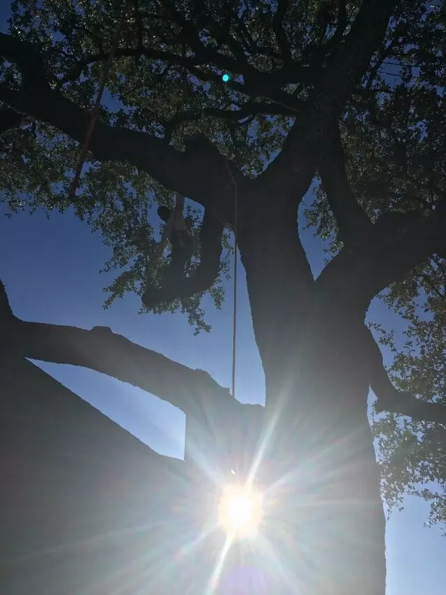 ArborLogics