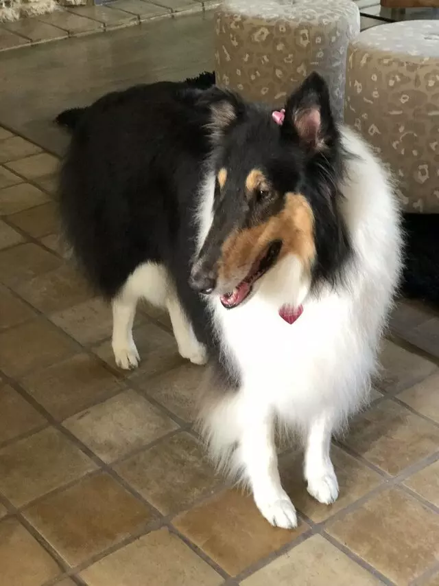 Amazing Pet Grooming