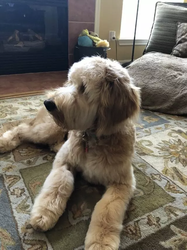 Amazing Pet Grooming