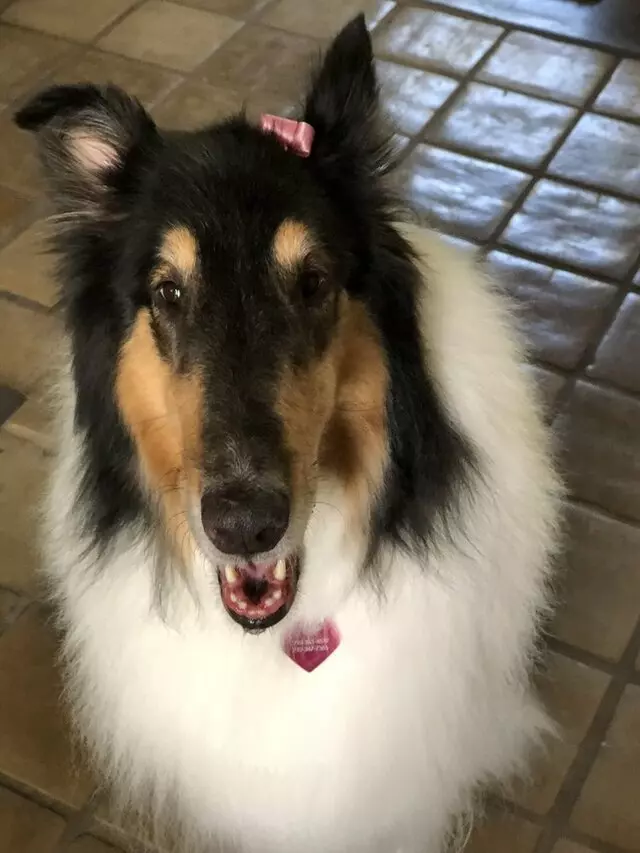 Amazing Pet Grooming