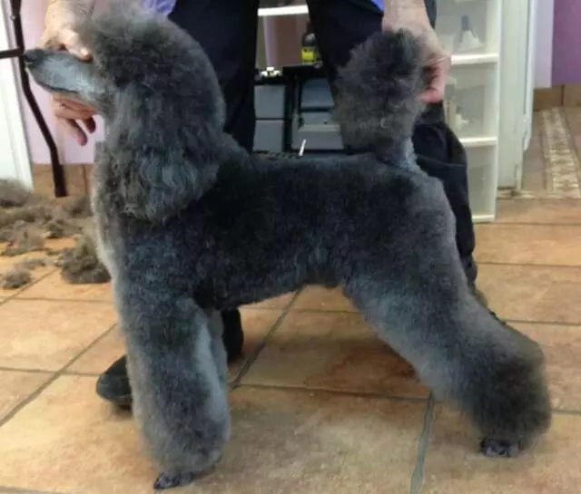 Amazing Pet Grooming