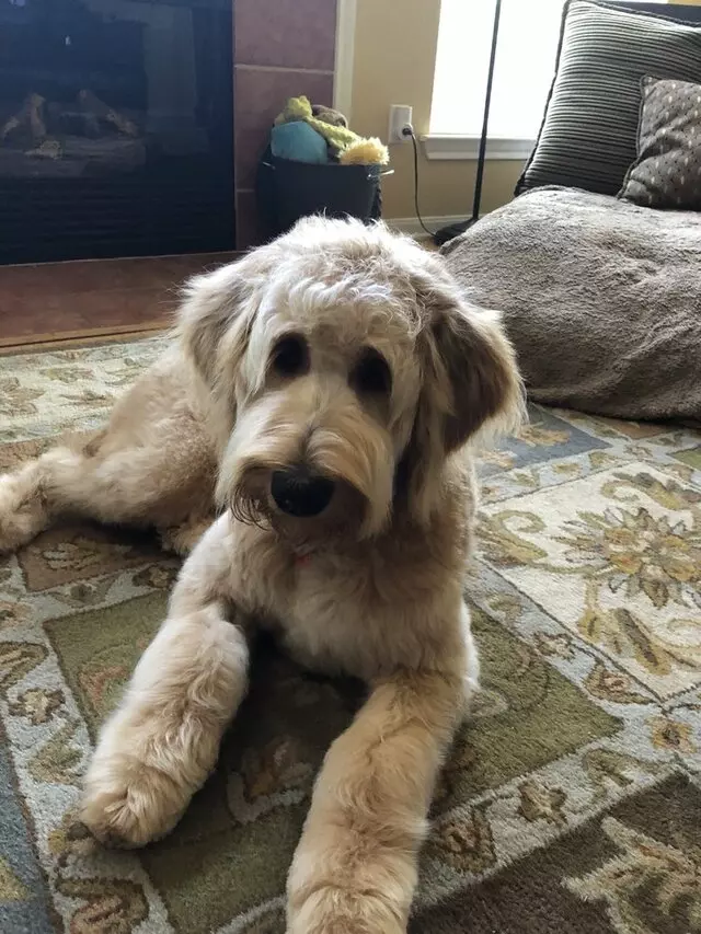 Amazing Pet Grooming