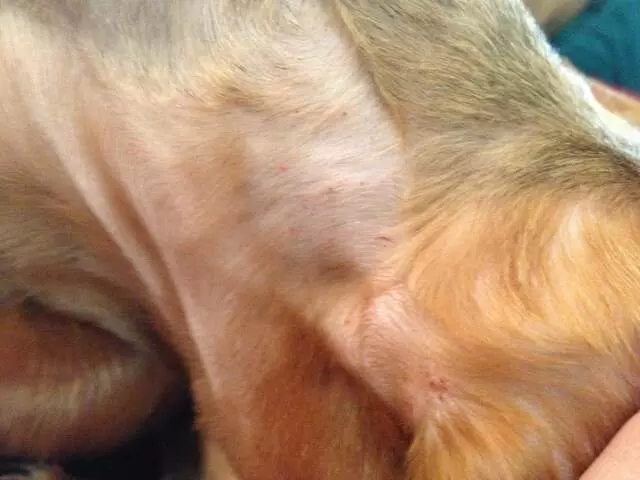 Amazing Pet Grooming