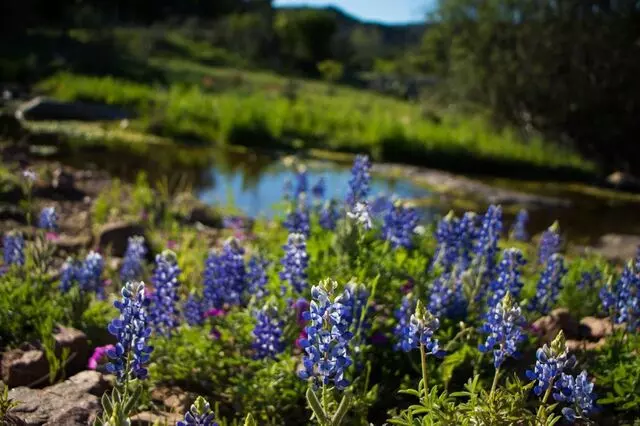 Green Cremation Texas - South Austin