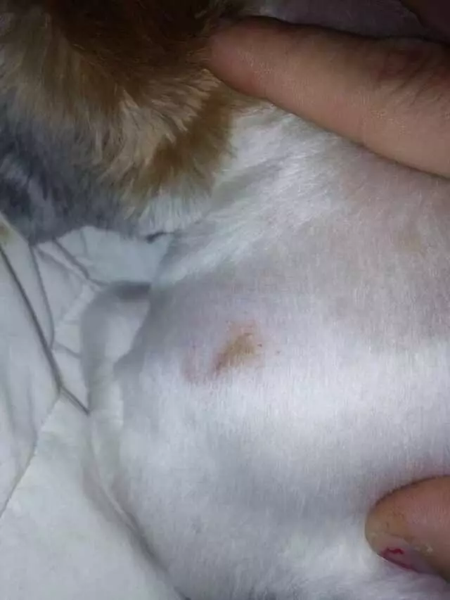 Austin Pet Care
