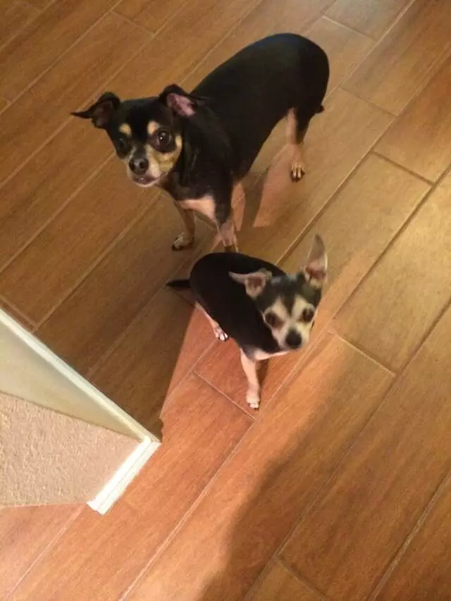 Austin Pet Care