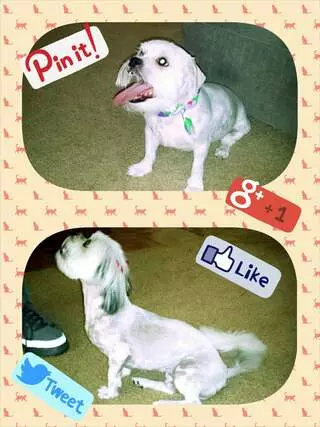 Austin Pet Care