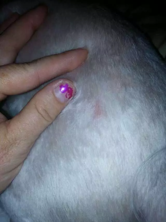 Austin Pet Care
